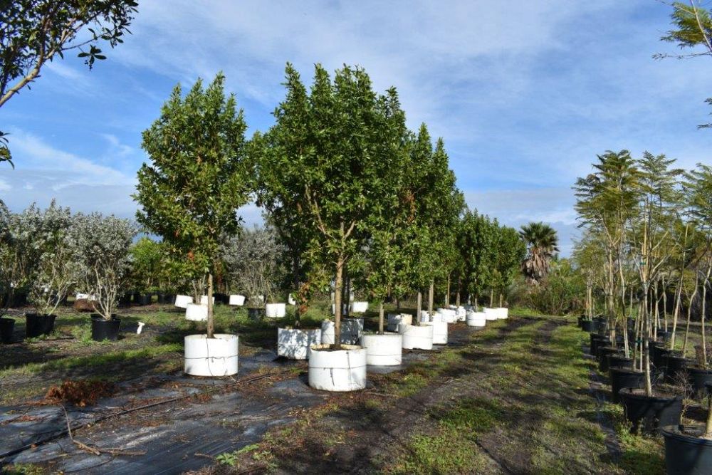 conocarpus-erectus-green-buttonwood