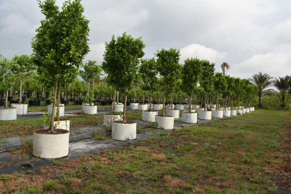 conocarpus-erectus-green-buttonwood