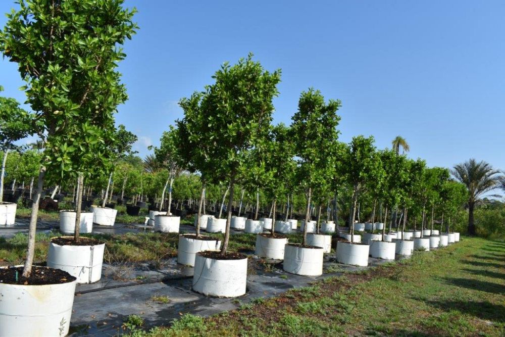 conocarpus-erectus-green-buttonwood