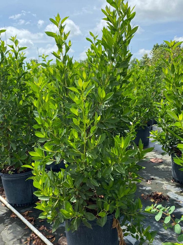 conocarpus-erectus-green-buttonwood