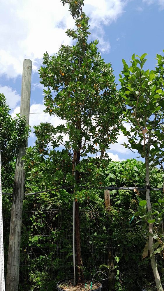 conocarpus-erectus-green-buttonwood