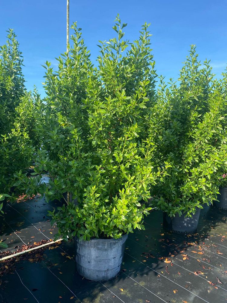 conocarpus-erectus-green-buttonwood