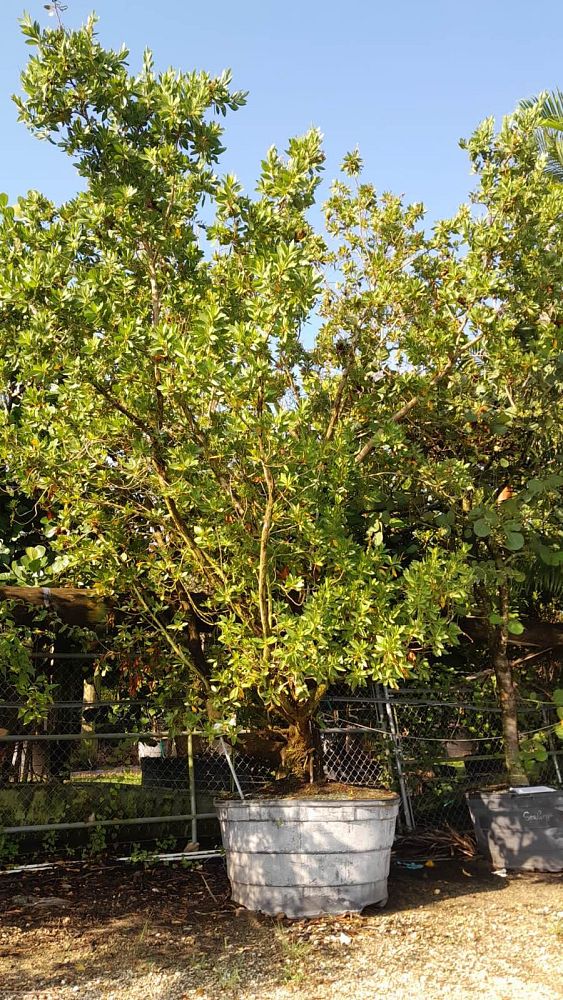 conocarpus-erectus-green-buttonwood