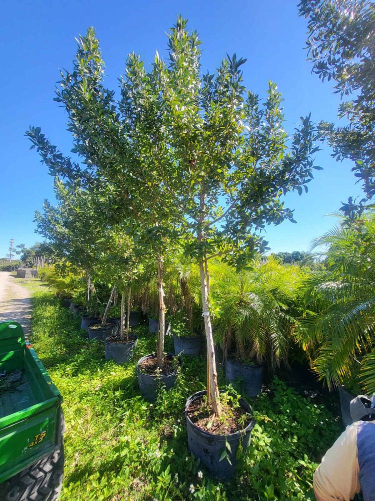 conocarpus-erectus-green-buttonwood