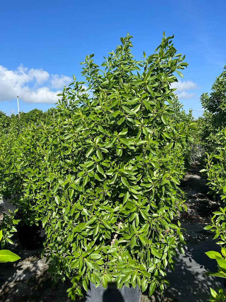 conocarpus-erectus-green-buttonwood