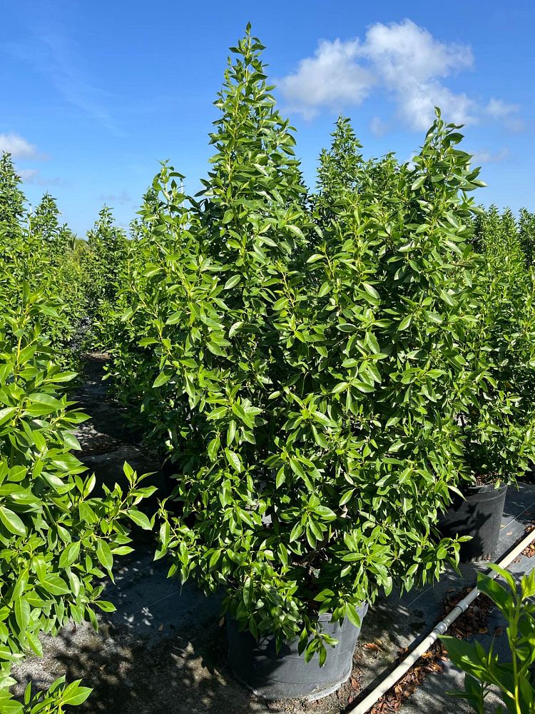conocarpus-erectus-green-buttonwood