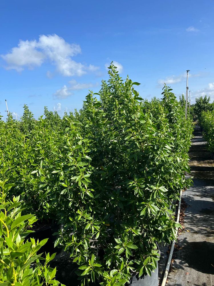 conocarpus-erectus-green-buttonwood