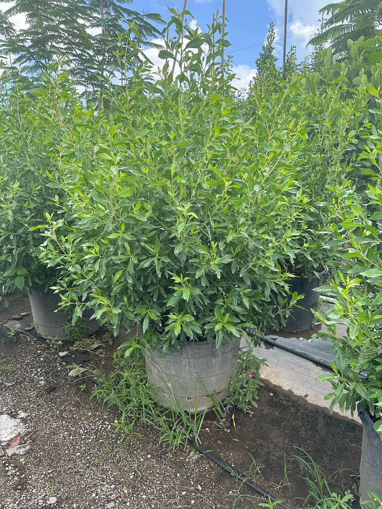 conocarpus-erectus-green-buttonwood