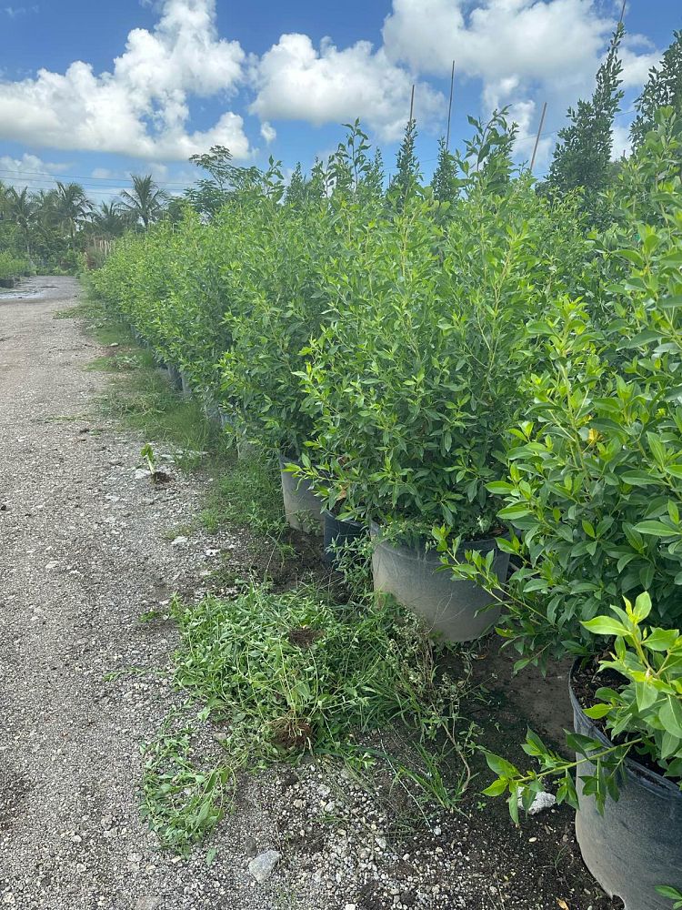 conocarpus-erectus-green-buttonwood