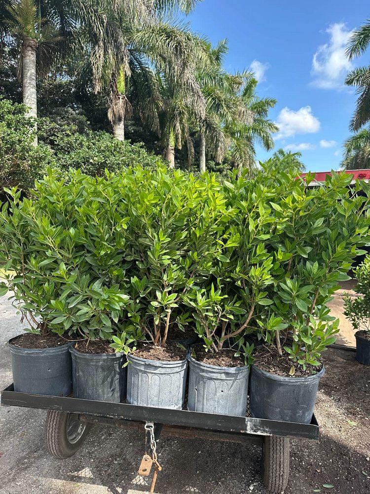 conocarpus-erectus-green-buttonwood