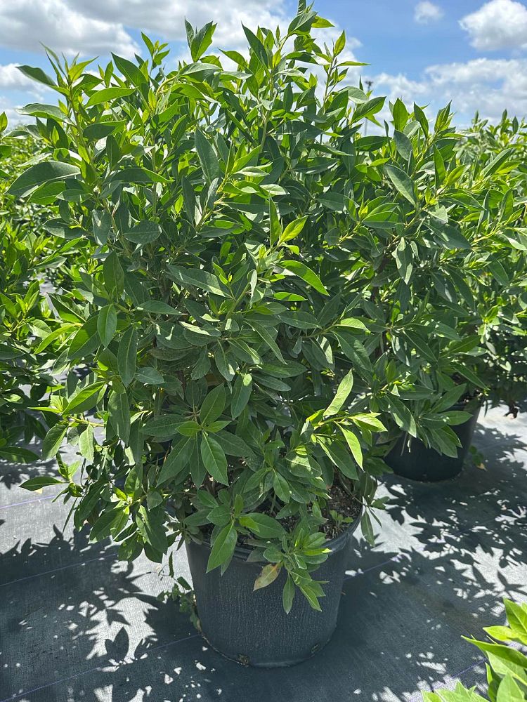 conocarpus-erectus-green-buttonwood