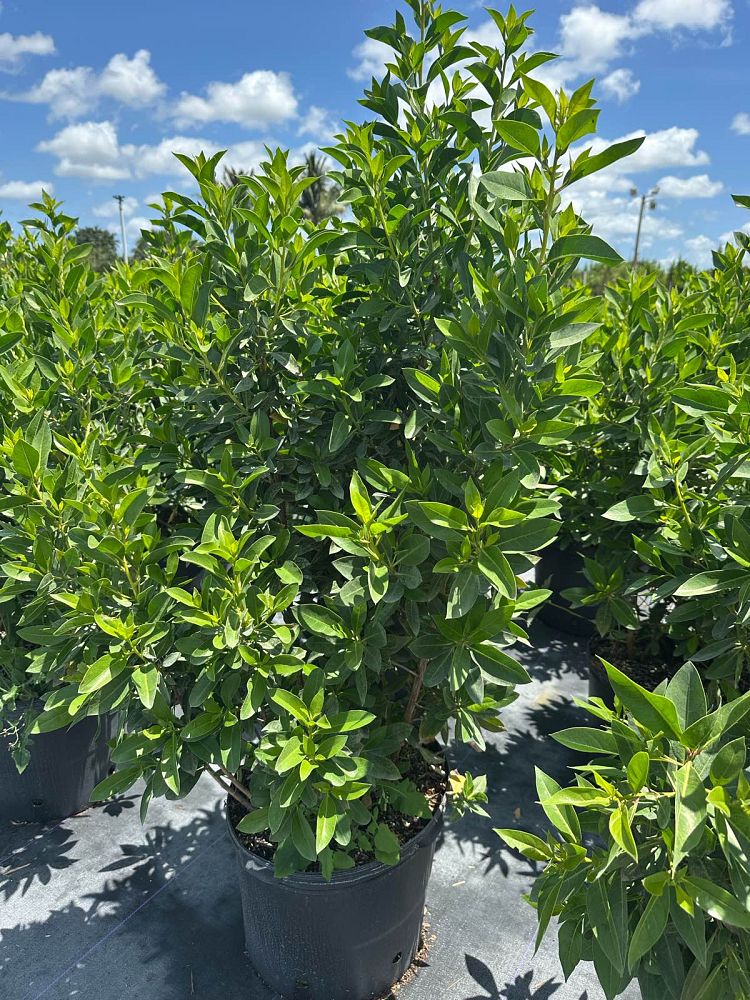 conocarpus-erectus-green-buttonwood