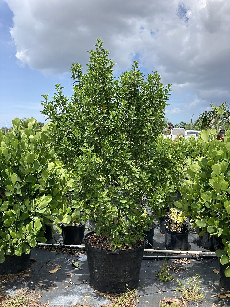 conocarpus-erectus-green-buttonwood