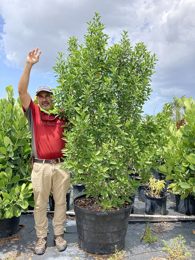 conocarpus-erectus-green-buttonwood
