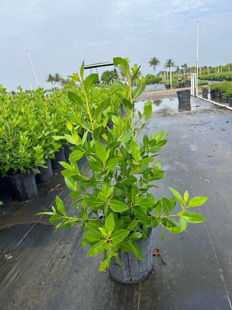 conocarpus-erectus-green-buttonwood
