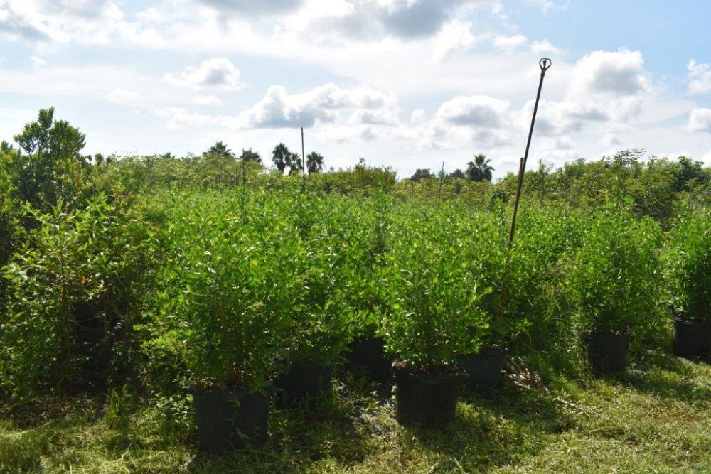conocarpus-erectus-green-buttonwood