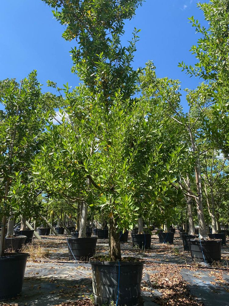 conocarpus-erectus-green-buttonwood