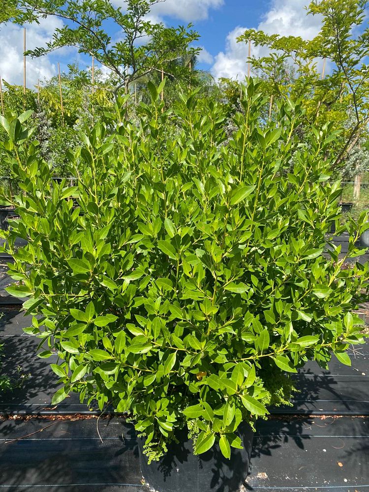 conocarpus-erectus-green-buttonwood