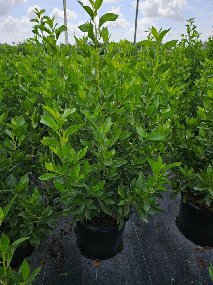 conocarpus-erectus-green-buttonwood