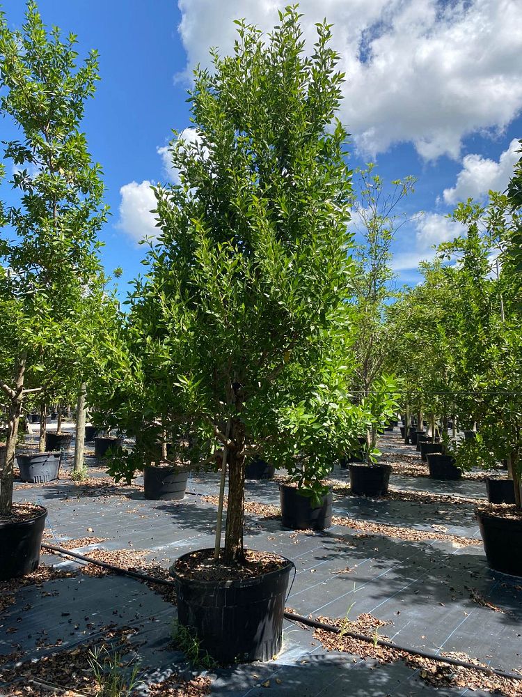 conocarpus-erectus-green-buttonwood