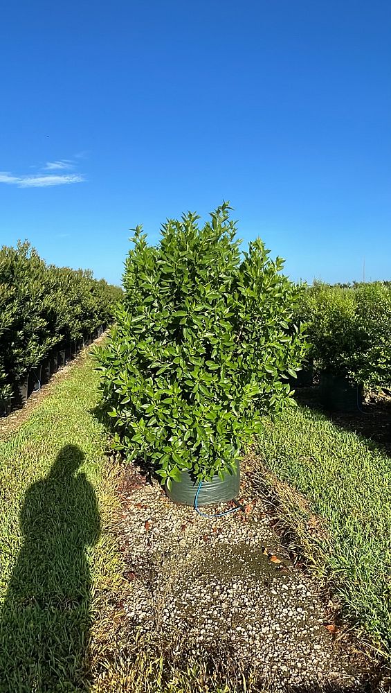 conocarpus-erectus-green-buttonwood