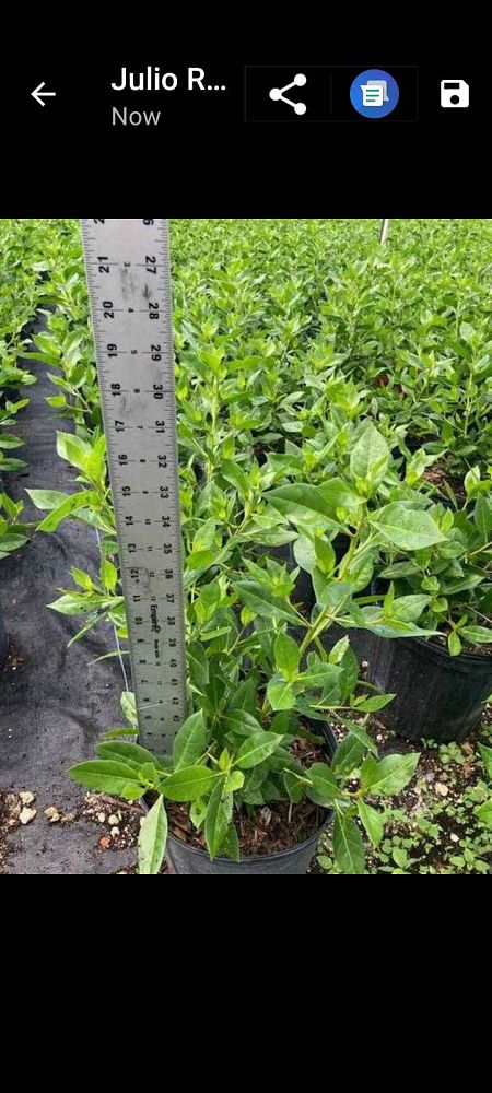 conocarpus-erectus-green-buttonwood