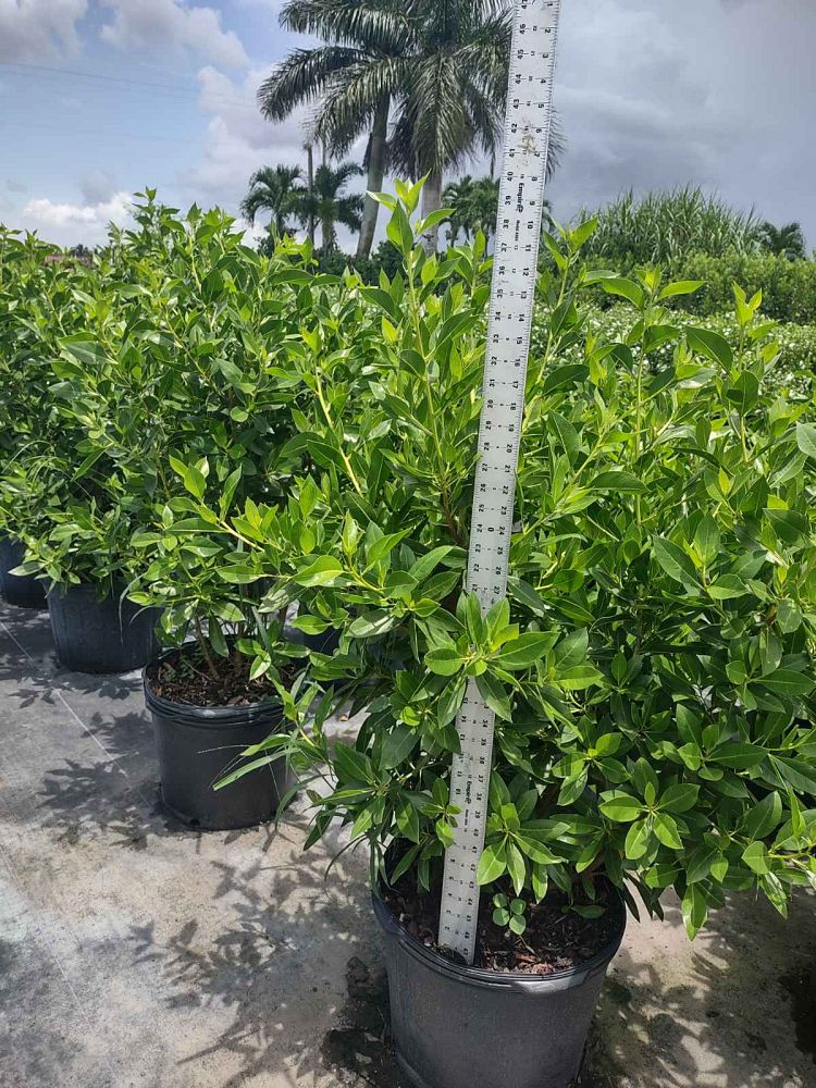 conocarpus-erectus-green-buttonwood