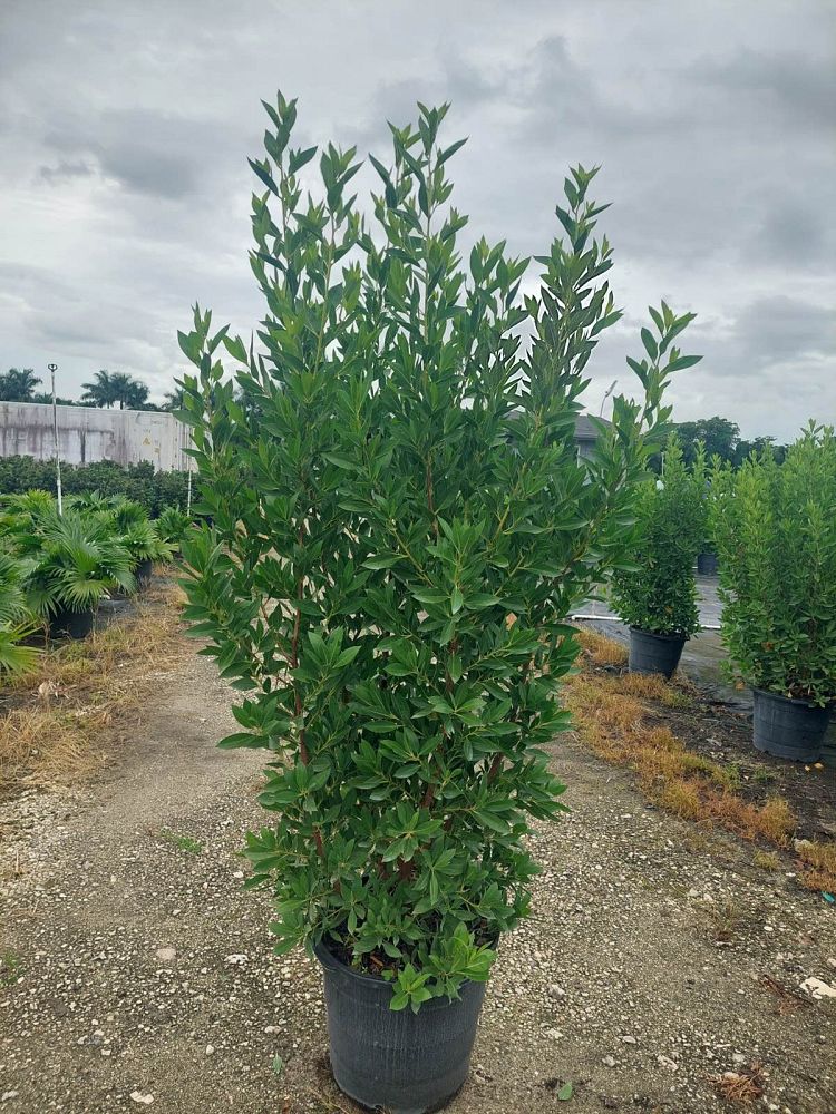 conocarpus-erectus-green-buttonwood