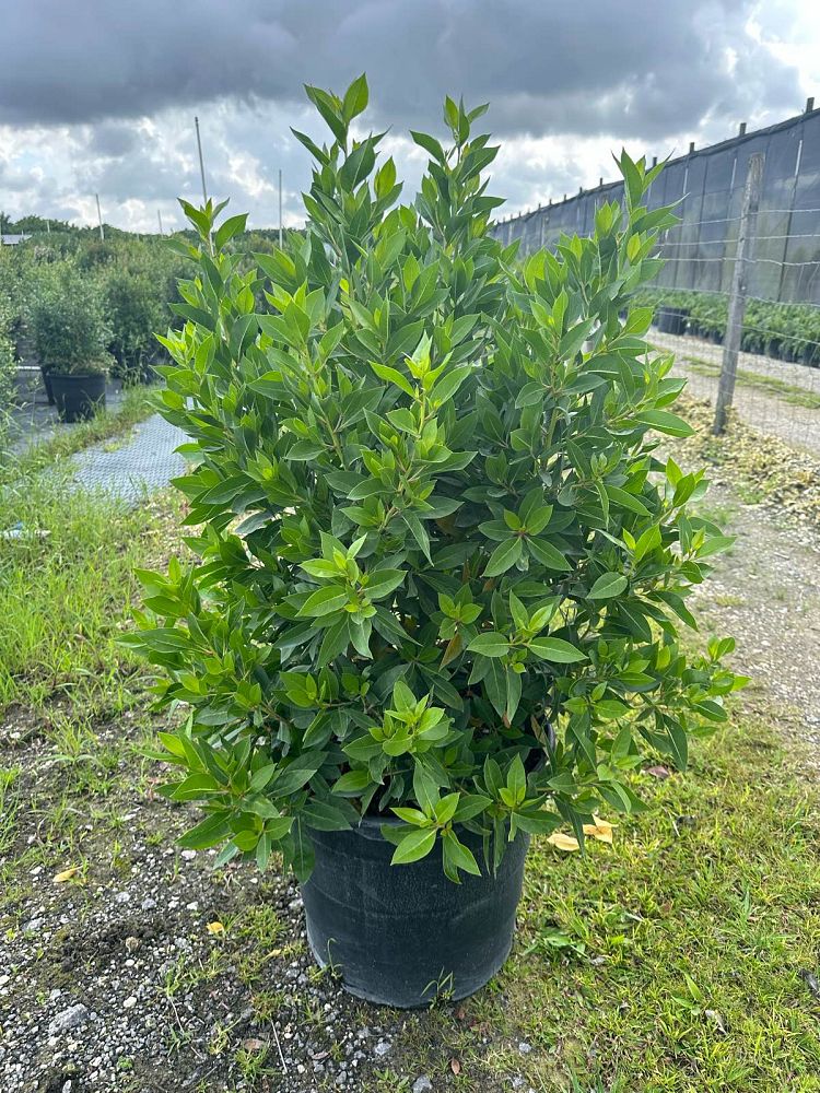 conocarpus-erectus-green-buttonwood