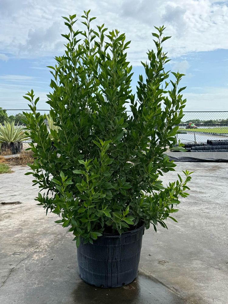 conocarpus-erectus-green-buttonwood