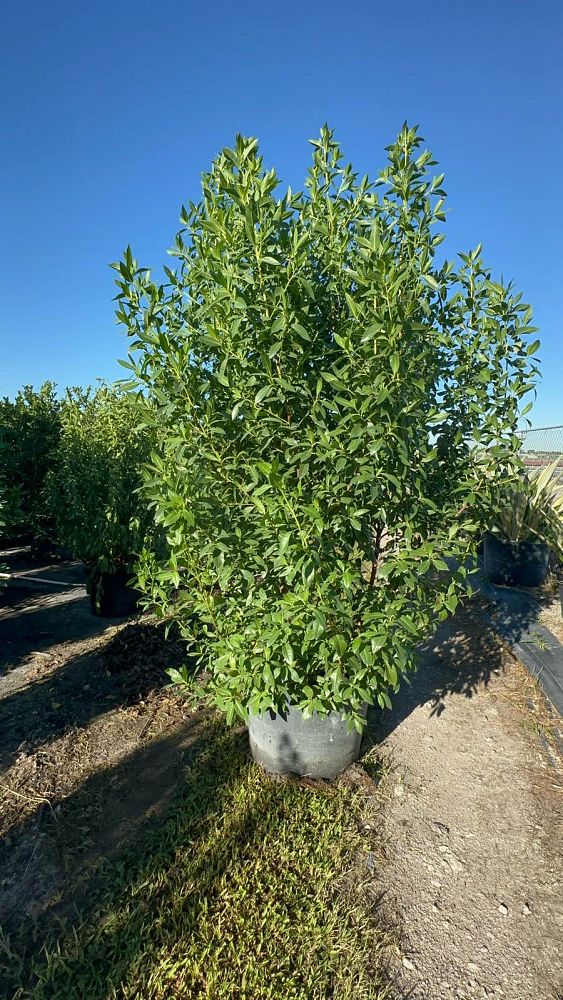 conocarpus-erectus-green-buttonwood