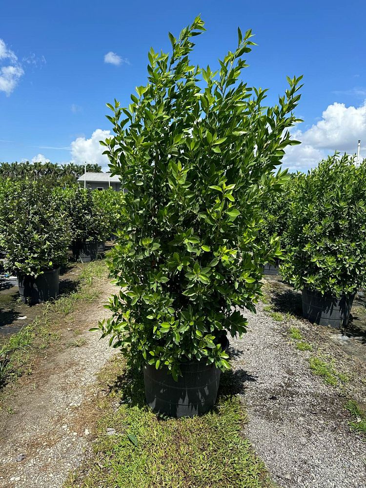 conocarpus-erectus-green-buttonwood