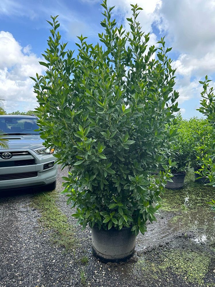 conocarpus-erectus-green-buttonwood