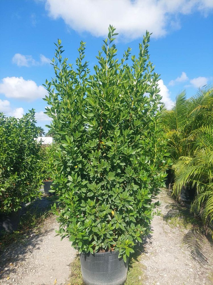 conocarpus-erectus-green-buttonwood