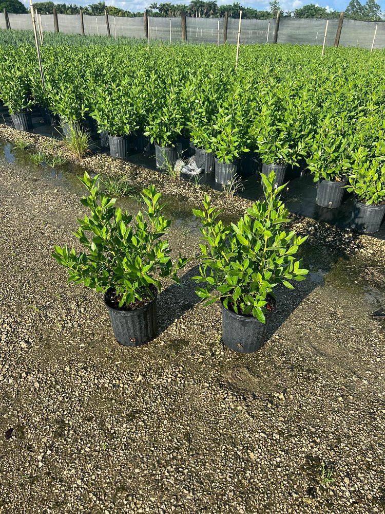 conocarpus-erectus-green-buttonwood