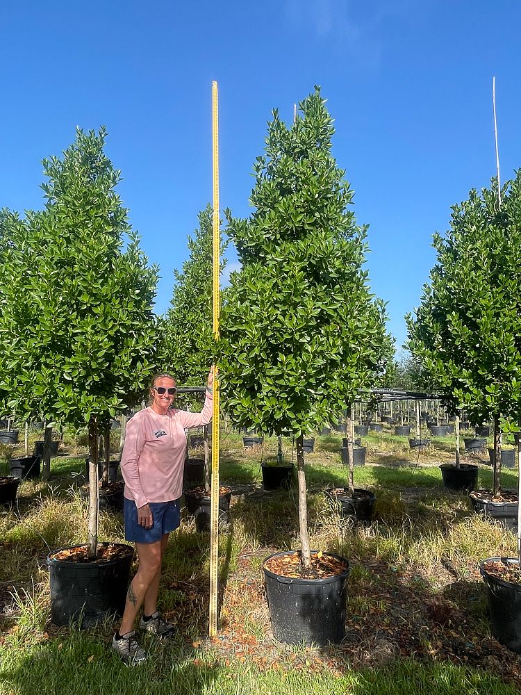conocarpus-erectus-green-buttonwood