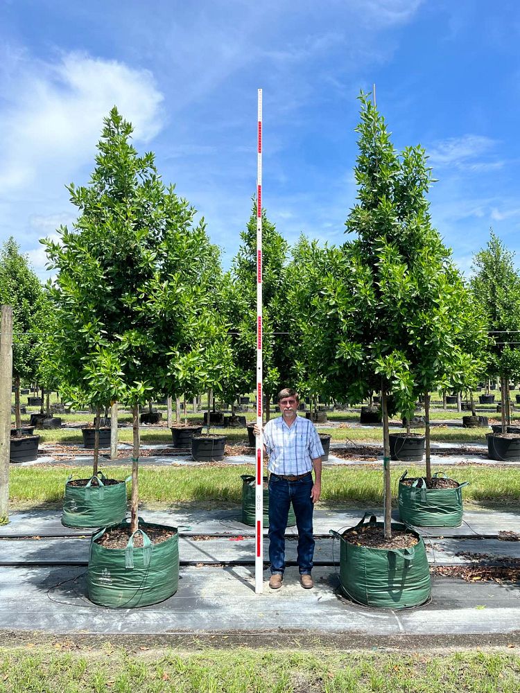 conocarpus-erectus-green-buttonwood