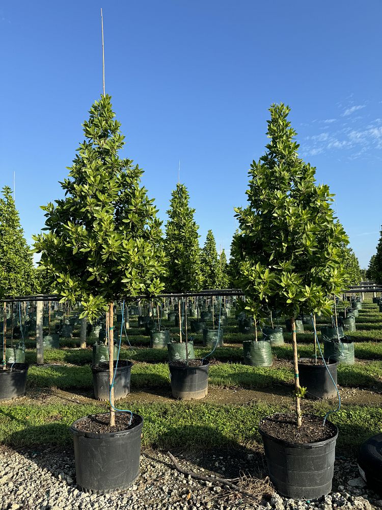 conocarpus-erectus-green-buttonwood