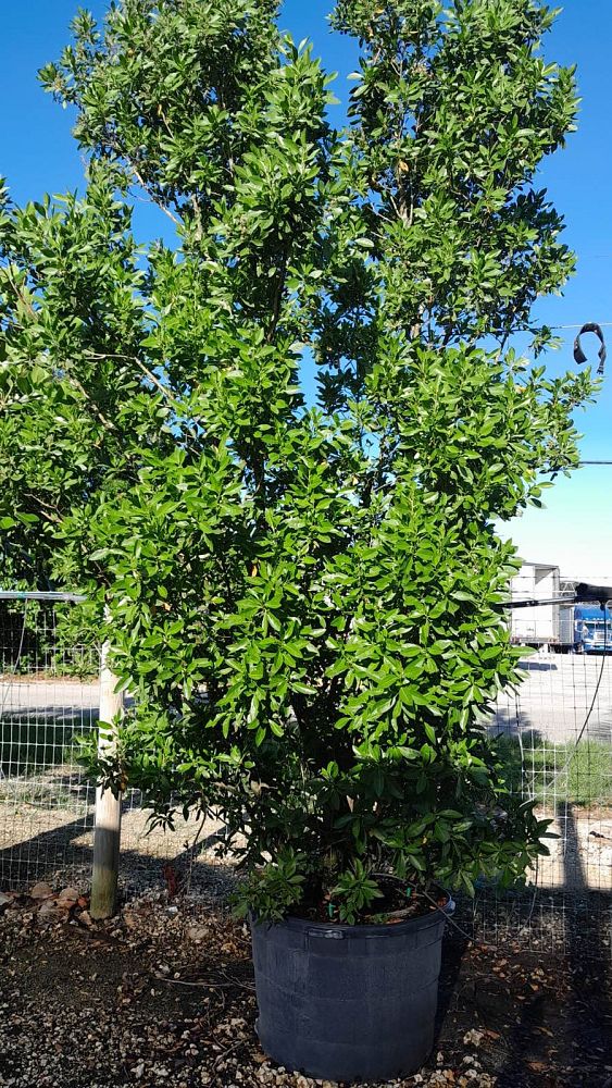 conocarpus-erectus-green-buttonwood