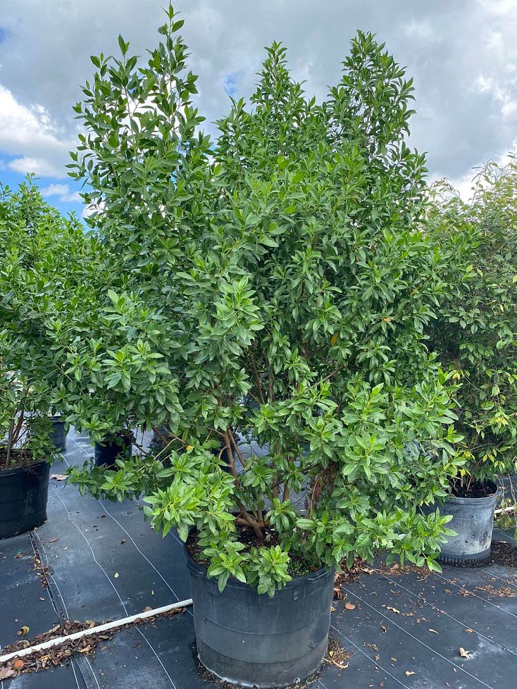conocarpus-erectus-green-buttonwood