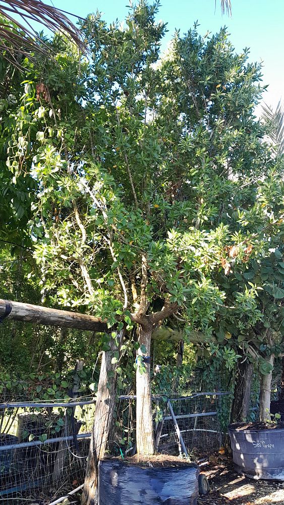 conocarpus-erectus-green-buttonwood