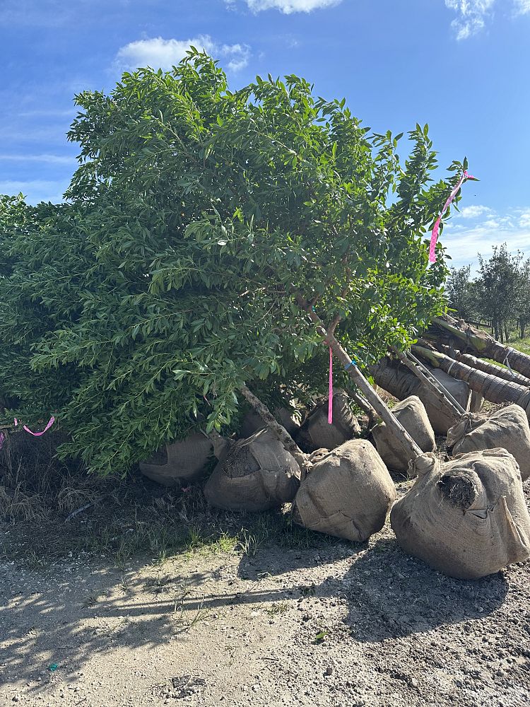 conocarpus-erectus-green-buttonwood