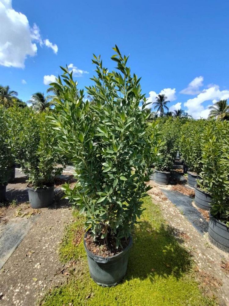 conocarpus-erectus-green-buttonwood