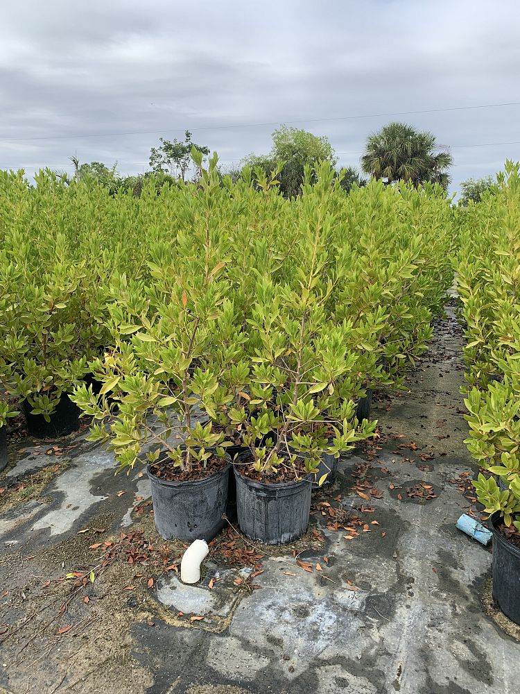 conocarpus-erectus-green-buttonwood