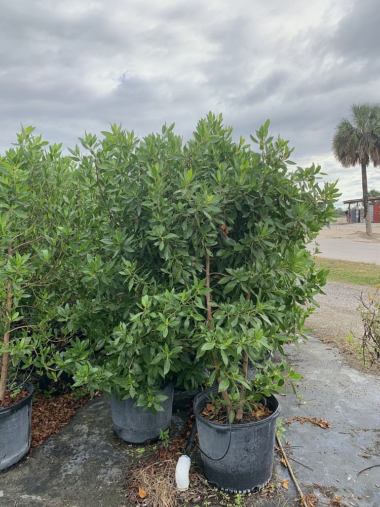 conocarpus-erectus-green-buttonwood