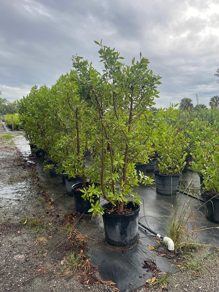 conocarpus-erectus-green-buttonwood