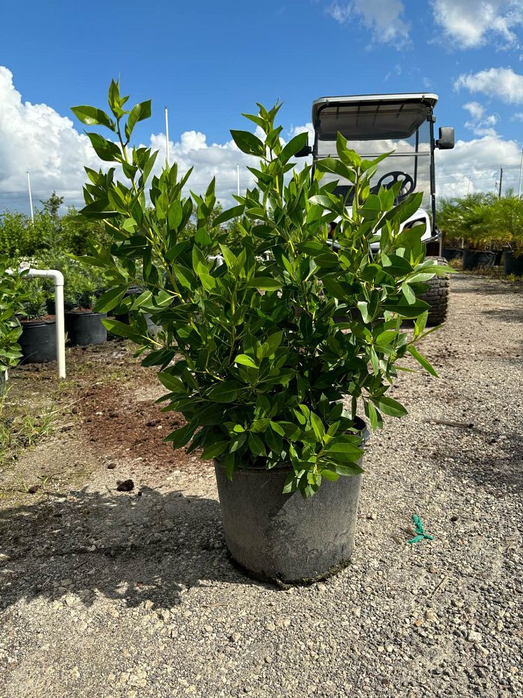 conocarpus-erectus-green-buttonwood