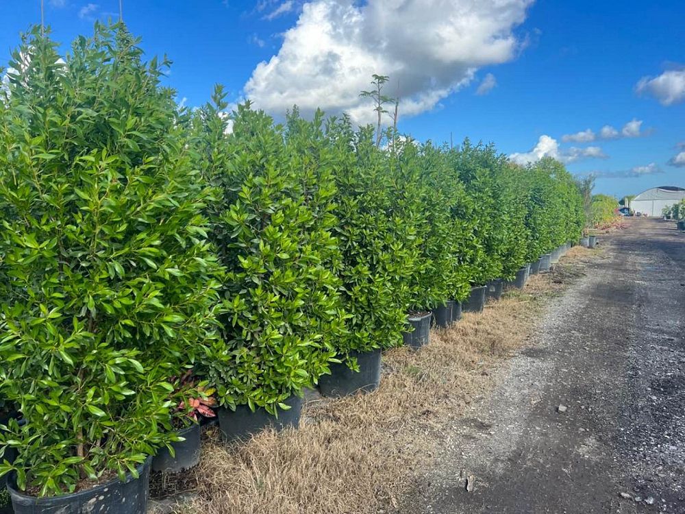 conocarpus-erectus-green-buttonwood