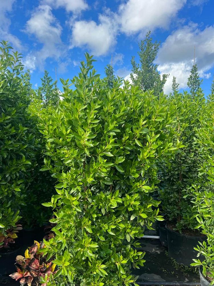 conocarpus-erectus-green-buttonwood