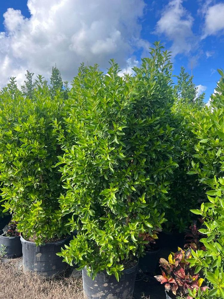 conocarpus-erectus-green-buttonwood